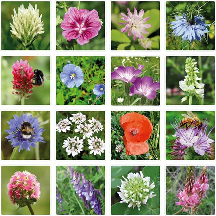 Blossombs Egg Box- Hello Spring- 7 Seed Bomb Balls