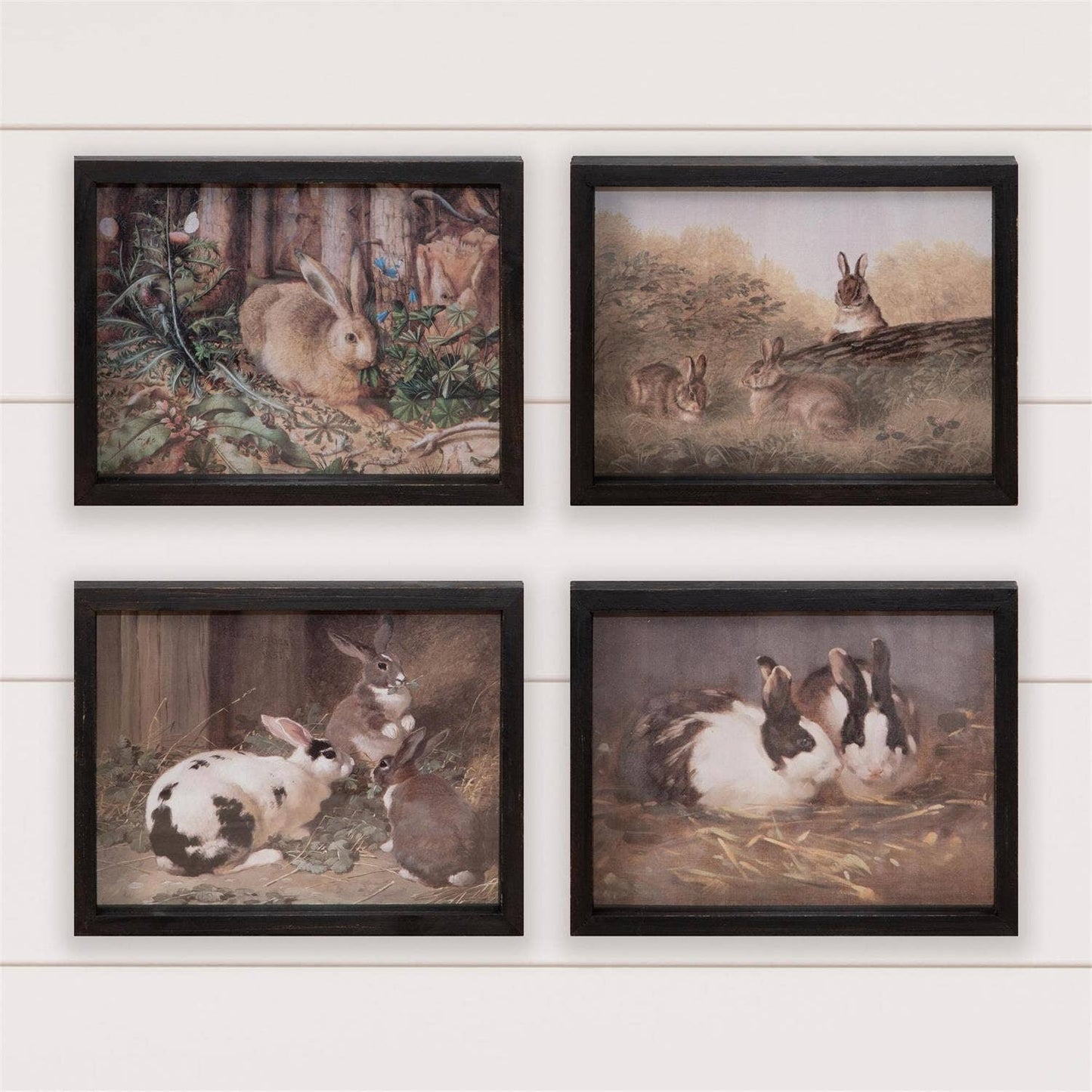 Framed Prints - Antique Rabbit