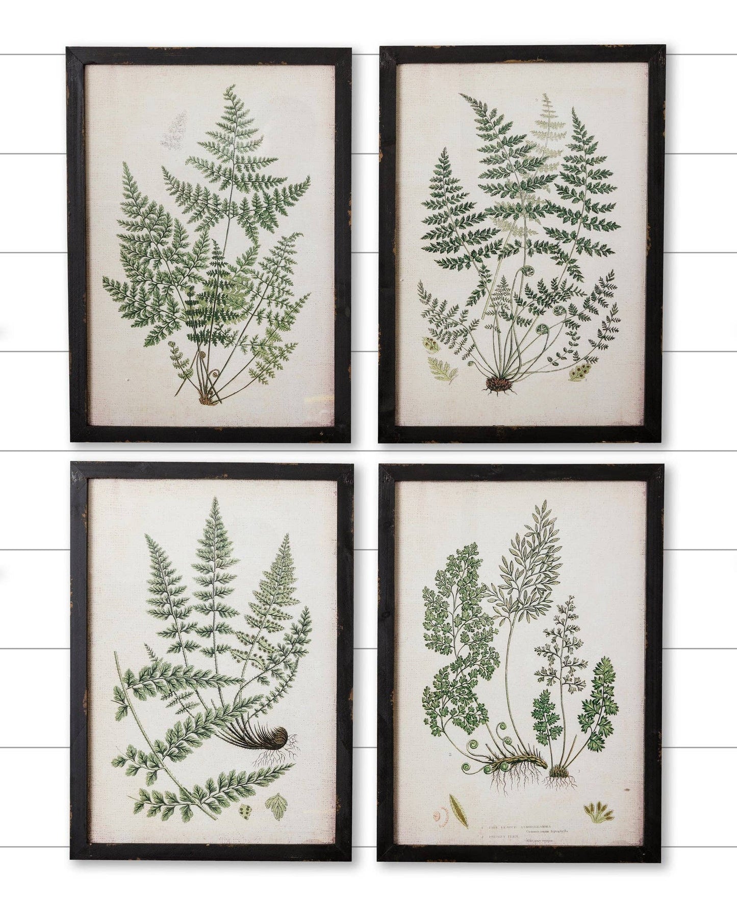Framed Prints - Ferns -sold separately