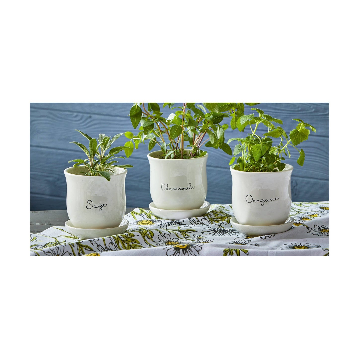 Oregano Planter W/ Saucer Set Multi Dolomite Summer