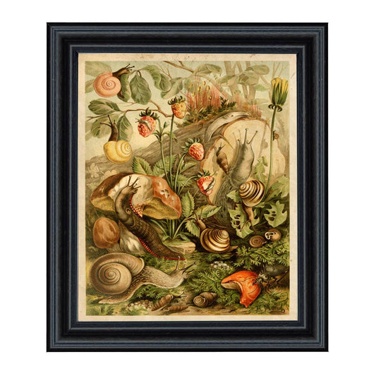 Land Mollusks Cottagecore Framed Reproduction Print