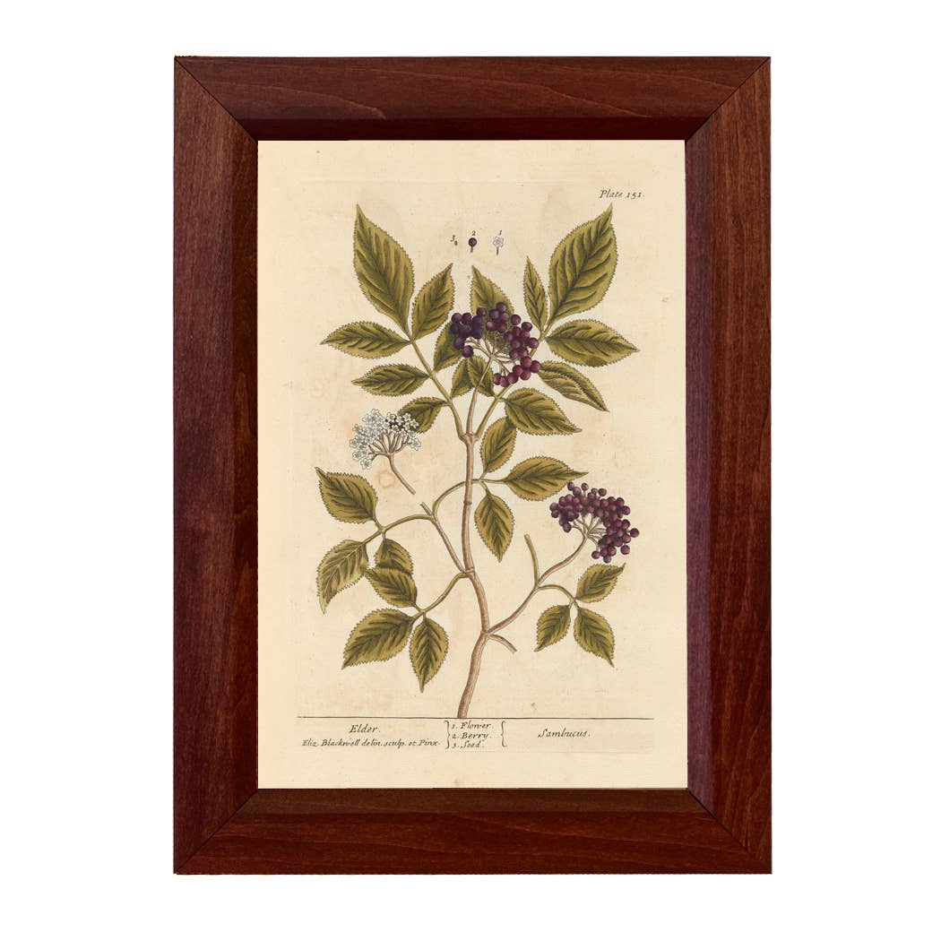 Elderberry Winter Botanical Framed Print