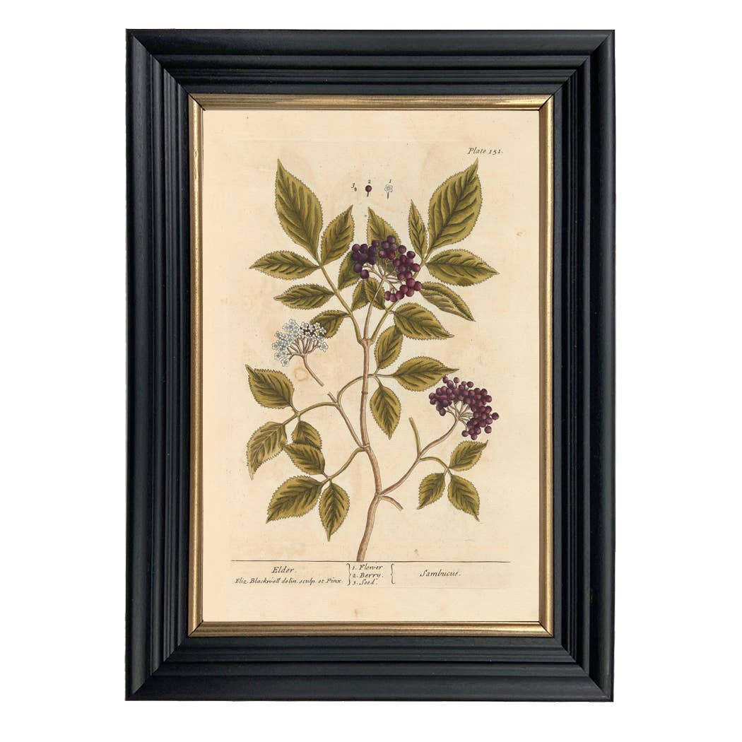 Elderberry Winter Botanical Framed Print