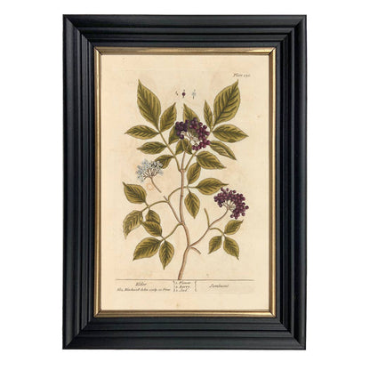 Elderberry Winter Botanical Framed Print